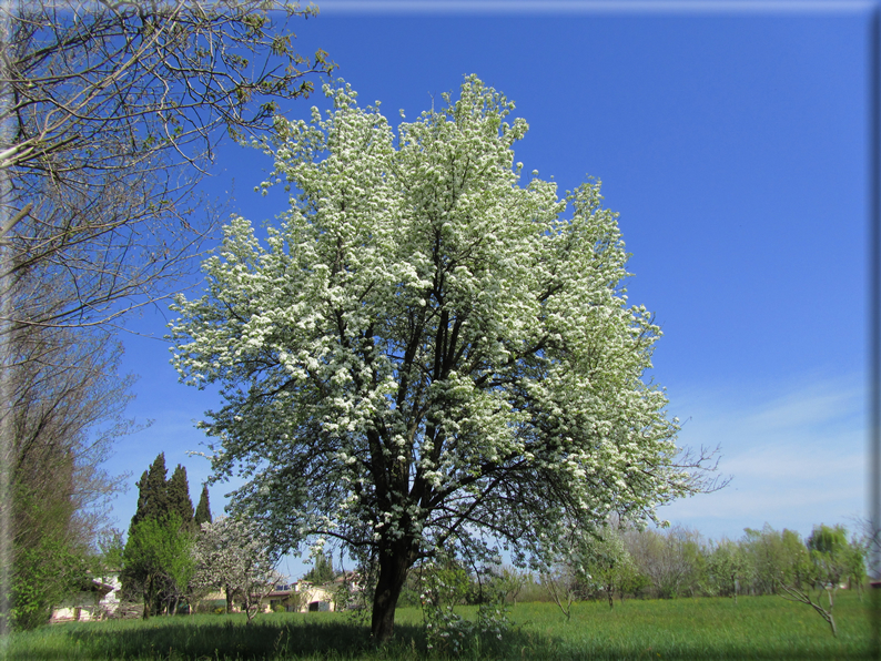 foto Paesaggi Collinari in Primavera